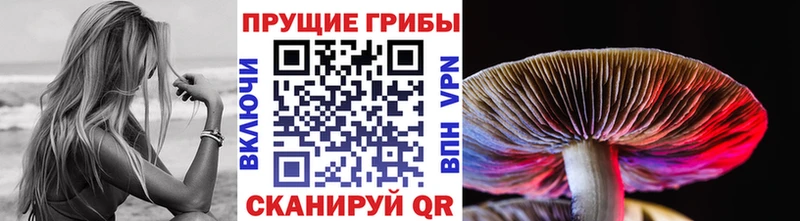 Купить где  Зубцов  Псилоцибиновые грибы прущие грибы 